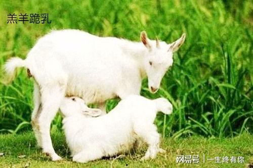 网红小羊吃瓜群微博号,揭秘娱乐圈幕后故事，带你领略网络红人魅力”