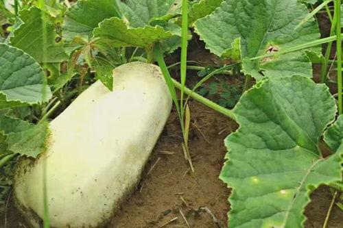 旬阳吃瓜事件真相,揭秘背后真相与反思