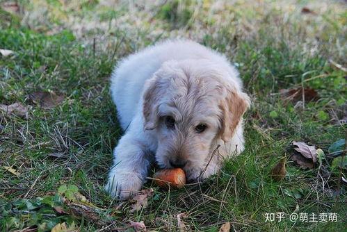 狗可以吃蒲瓜吗,狗狗的绿色美食探索
