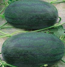 山东莱州吃瓜视频,一场别开生面的“吃瓜”盛宴