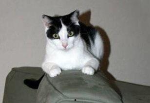 51吃瓜群众胖猫,揭秘网络红人的幕后故事