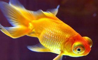 娱乐718吃瓜张金鱼,张金鱼吃瓜背后的故事