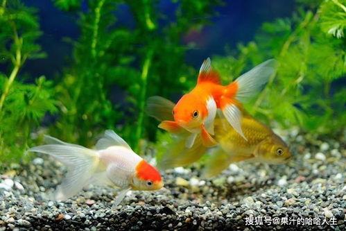 娱乐718吃瓜张金鱼,张金鱼吃瓜背后的故事